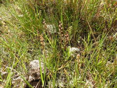 Triglochin barrelieri