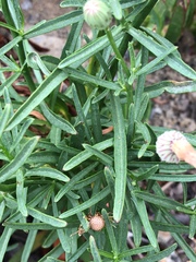 Malacothrix saxatilis saxatilis