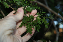 Mezoneuron brachycarpum