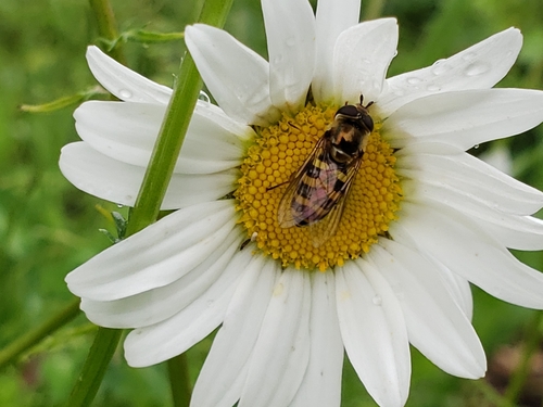 Western Aphideater photo 6