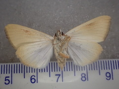 Xanthodes amata
