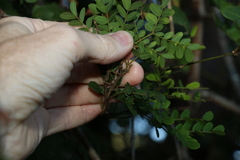 Mezoneuron brachycarpum