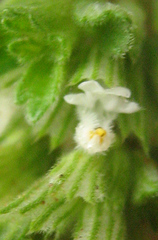 Leucas neuflizeana