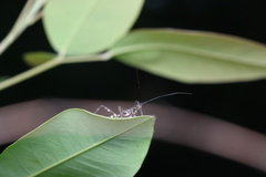 Sphedanolestes impressicollis