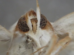 Xanthodes amata