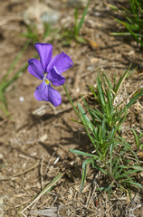 Viola bertolonii