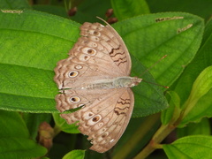 Junonia atlites