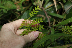 Mezoneuron brachycarpum