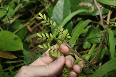 Mezoneuron brachycarpum
