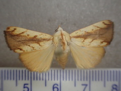 Xanthodes emboloscia