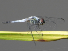 Brachydiplax sobrina