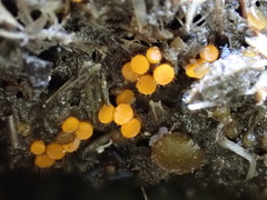 Cheilymenia coprinaria