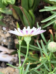 Malacothrix saxatilis saxatilis