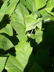 Coenagrion pulchellum