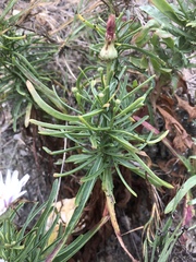 Malacothrix saxatilis saxatilis