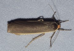 Palaeosia bicosta