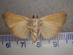 Xanthodes emboloscia