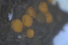 Cheilymenia coprinaria