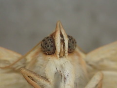 Xanthodes emboloscia