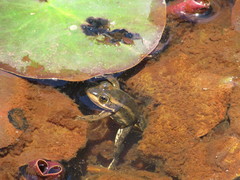 Lithobates virgatipes