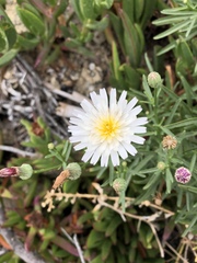 Malacothrix saxatilis saxatilis