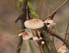 Mycena clarkeana