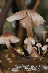 Mycena clarkeana