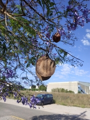 Jacaranda mimosifolia