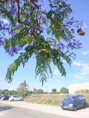 Jacaranda mimosifolia