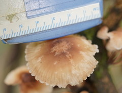 Mycena clarkeana