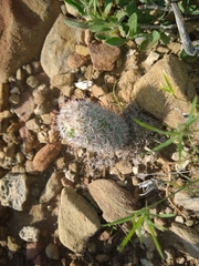 Mammillaria pottsii