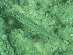 Valenciennea muralis