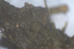 Ascobolus furfuraceus