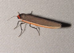 Palaeosia bicosta