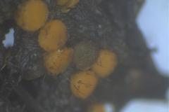 Ascobolus furfuraceus