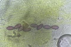 Ascobolus furfuraceus