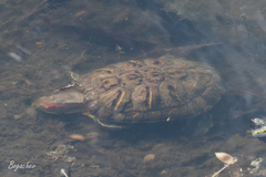 Trachemys scripta