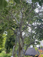 Hieracium hastiforme