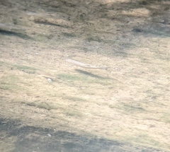 Actinopterygii