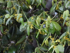 Notothixos subaureus