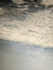 Actinopterygii