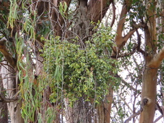 Notothixos subaureus