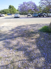 Jacaranda mimosifolia