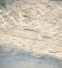 Actinopterygii