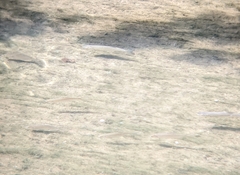 Actinopterygii