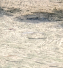 Actinopterygii
