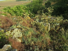 Seseli pallasii