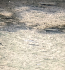 Actinopterygii