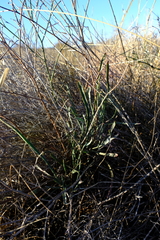 Limonium longifolium