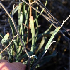 Limonium longifolium